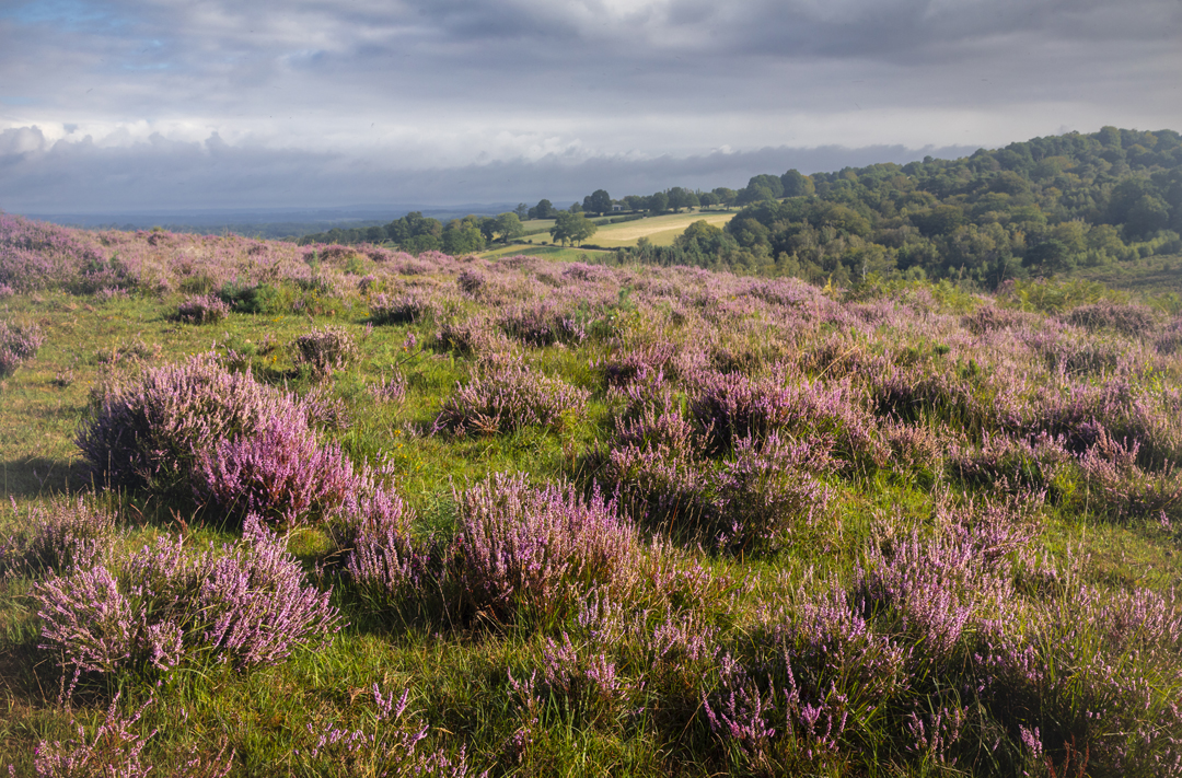 Within the High Weald National Landscape in East Sussex,  Ashdown Forest  (see photo) is one of the largest single continuous blocks of lowland heath, semi-natural woodland and valley bog in the South East. 