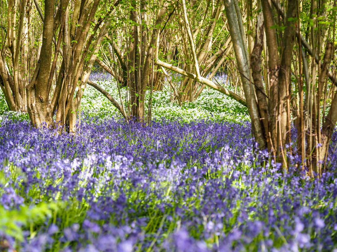 Coppiced woodland © iStock.com-Chris Page.jpg Image of a woodland that has been coppiced showing the many trunks of the trees