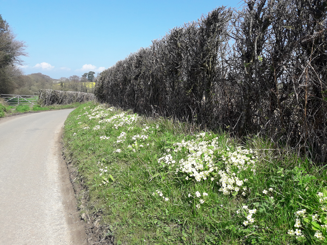 Verge of road with small flowers and hedge © Ben Kimpton.jpg