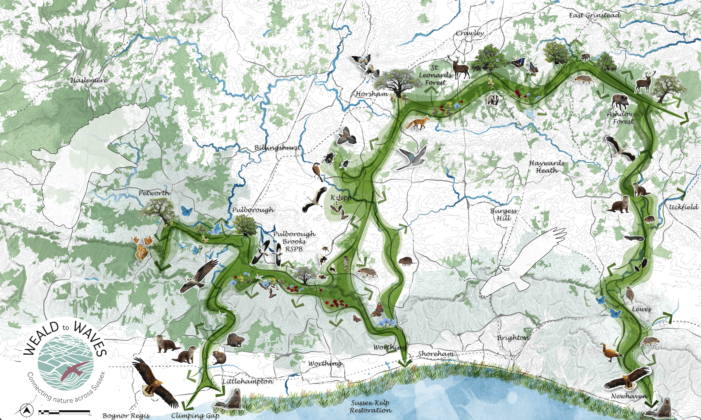 Drawing of the the Weald to Waves vision - a 100 mile nature corridor across Sussex