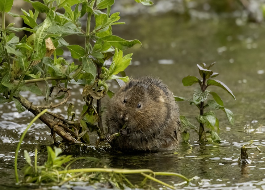 Watervole resized.jpg Water vole