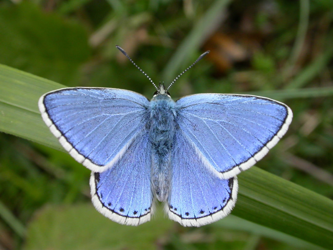 Adonis Blue © Paul Marten.jpg An Adnois blue butterfly