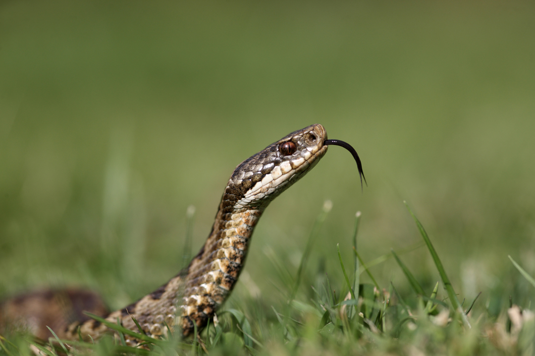 Adder © iStock.com-MikeLane45.jpg Adder